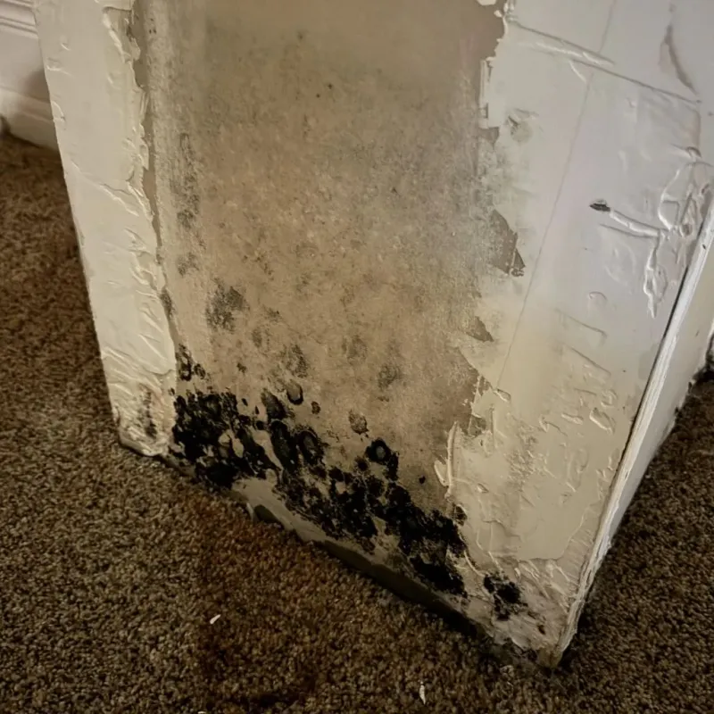 Professional Mold Removal in North Prairie, WI